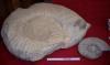 01ammonites_t1_1.jpg