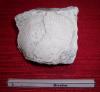 Cliquer pour voir 03bivalve_t1.jpg