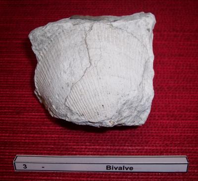03bivalve.jpg