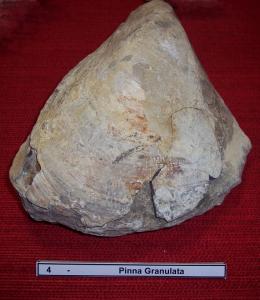 04pinna_granulata.jpg