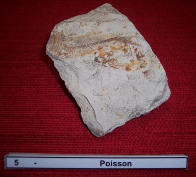 05poisson.jpg