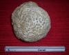Cliquer pour voir 06corail_t1.jpg