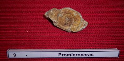 09promicroceras.jpg