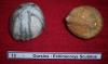 Cliquer pour voir 13oursins_echinocorys_scutatus_t1.jpg