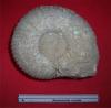 Cliquer pour voir 15ammonite_ronde_t1.jpg