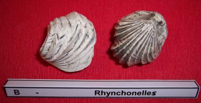 16rhynchonelles.jpg