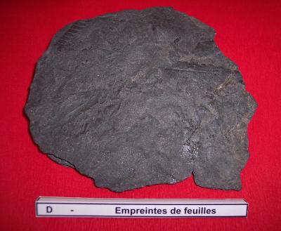 18empreintes_de_feuilles.jpg