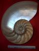 Cliquer pour voir 19nautile_actuel_coquille_en_coupe_t1.jpg