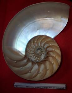 19nautile_actuel_coquille_en_coupe.jpg