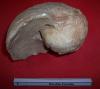 Cliquer pour voir 20nautille_fossile_t1.jpg