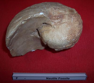 20nautille_fossile.jpg
