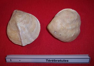 23terebratules.jpg