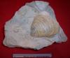 Cliquer pour voir 26moule_fossile_dans_sa_gangue_t1.jpg
