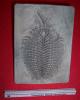 Cliquer pour voir 27trilobite_face_ventrale_t1.jpg
