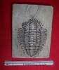 Cliquer pour voir 28trilobite_face_dorsale_t1.jpg