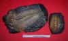 Cliquer pour voir 29trilobite_moulages_t1.jpg