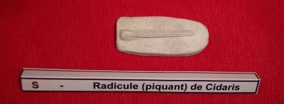 34radicule_de_cidaris.jpg